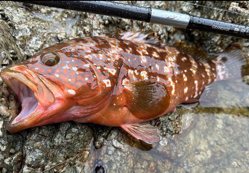 APIA Grandage Brute Bull Chaser S96H