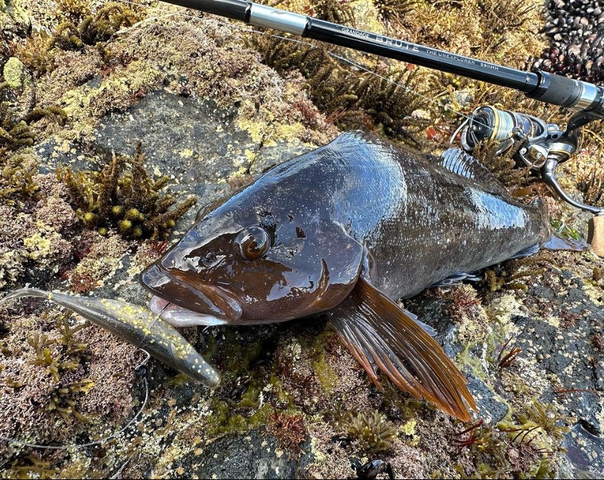 APIA Grandage Brute The Unexplorer S911MH