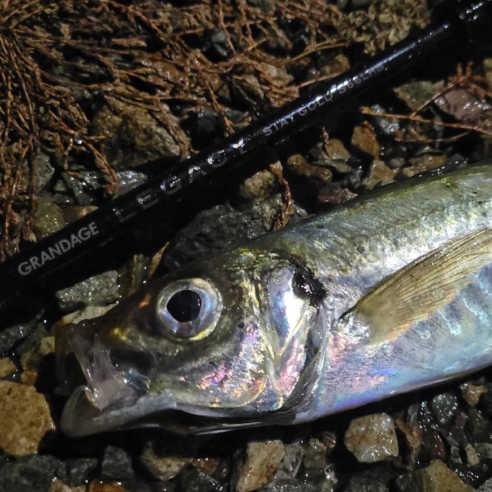 APIA Grandage Legacy Stay Gold S66L-HS