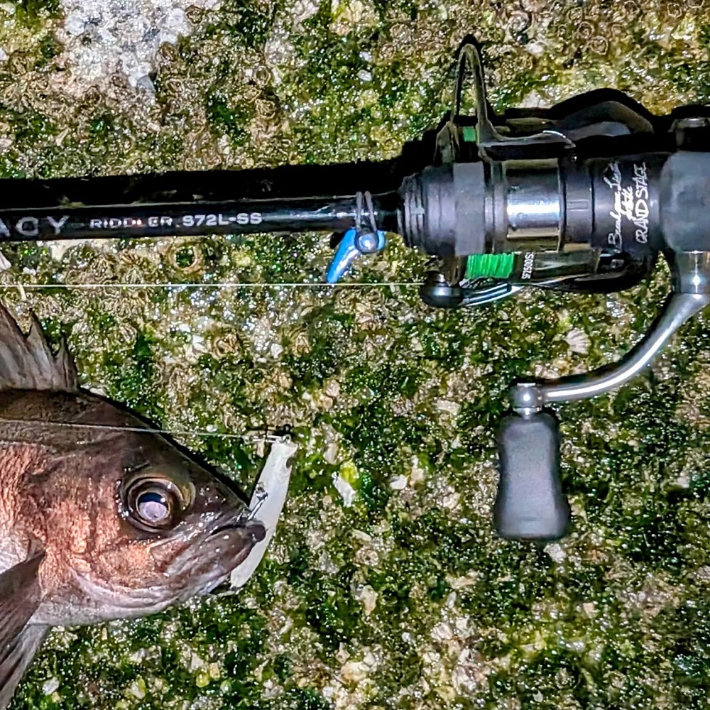 APIA Grandage Legacy Riddler S72L-SS