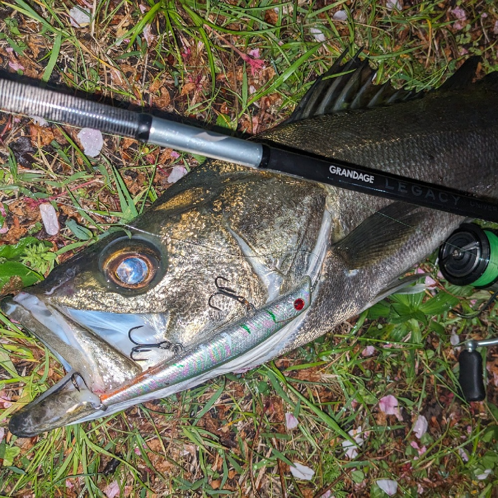 APIA Grandage Legacy Universal - S77MT