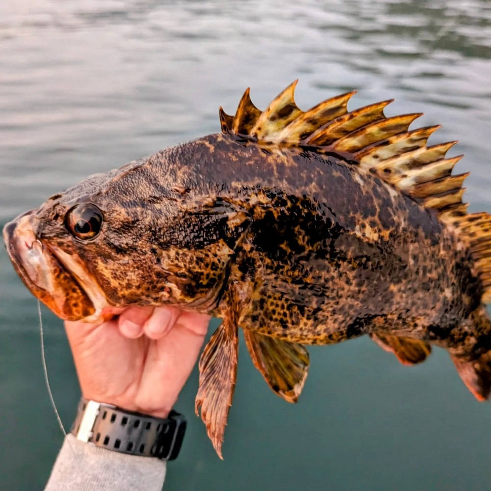 APIA Grandage Legacy Ruthless S86MHT