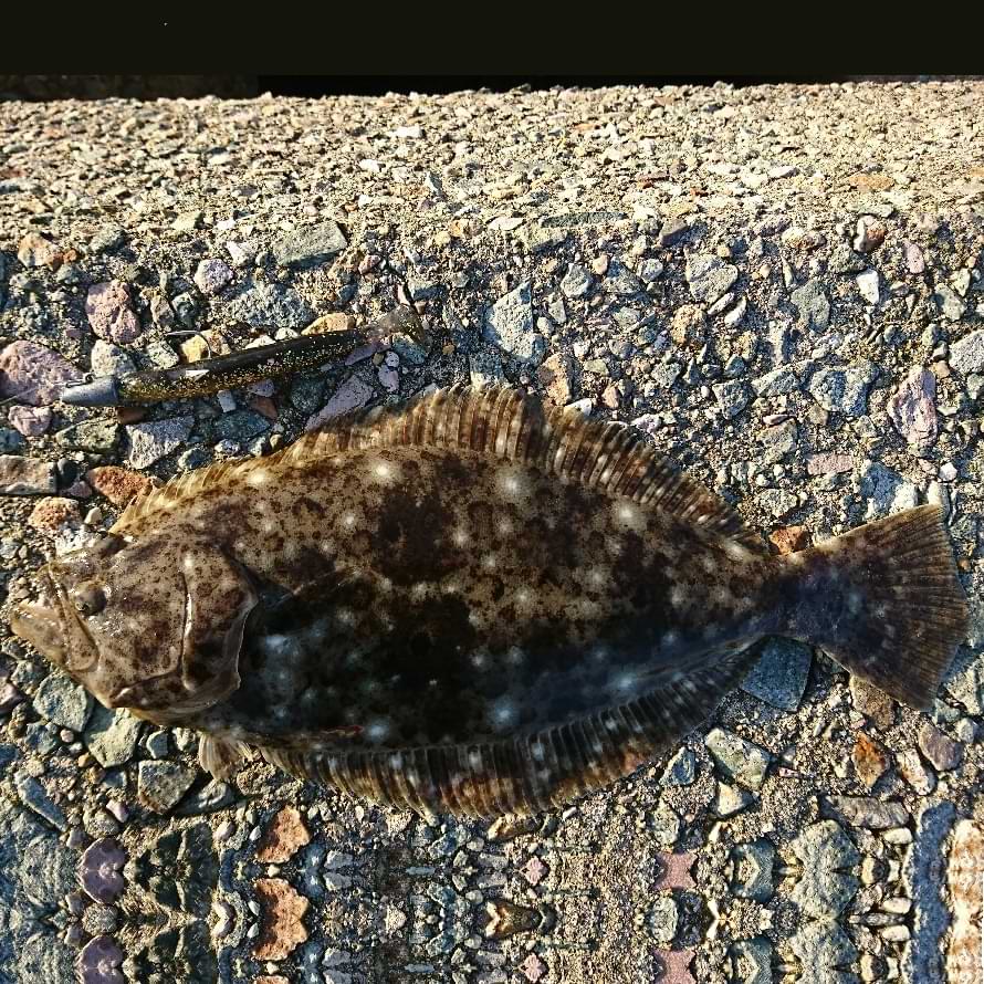 APIA Foojin AD - Angel Shooter - 96M