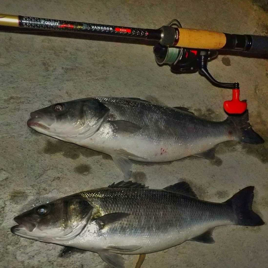 APIA Foojin AD Vancoor 92H