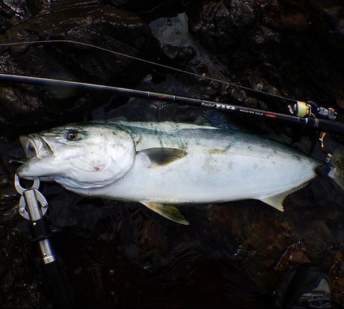 APIA Foojin BB Monster Gale 110H