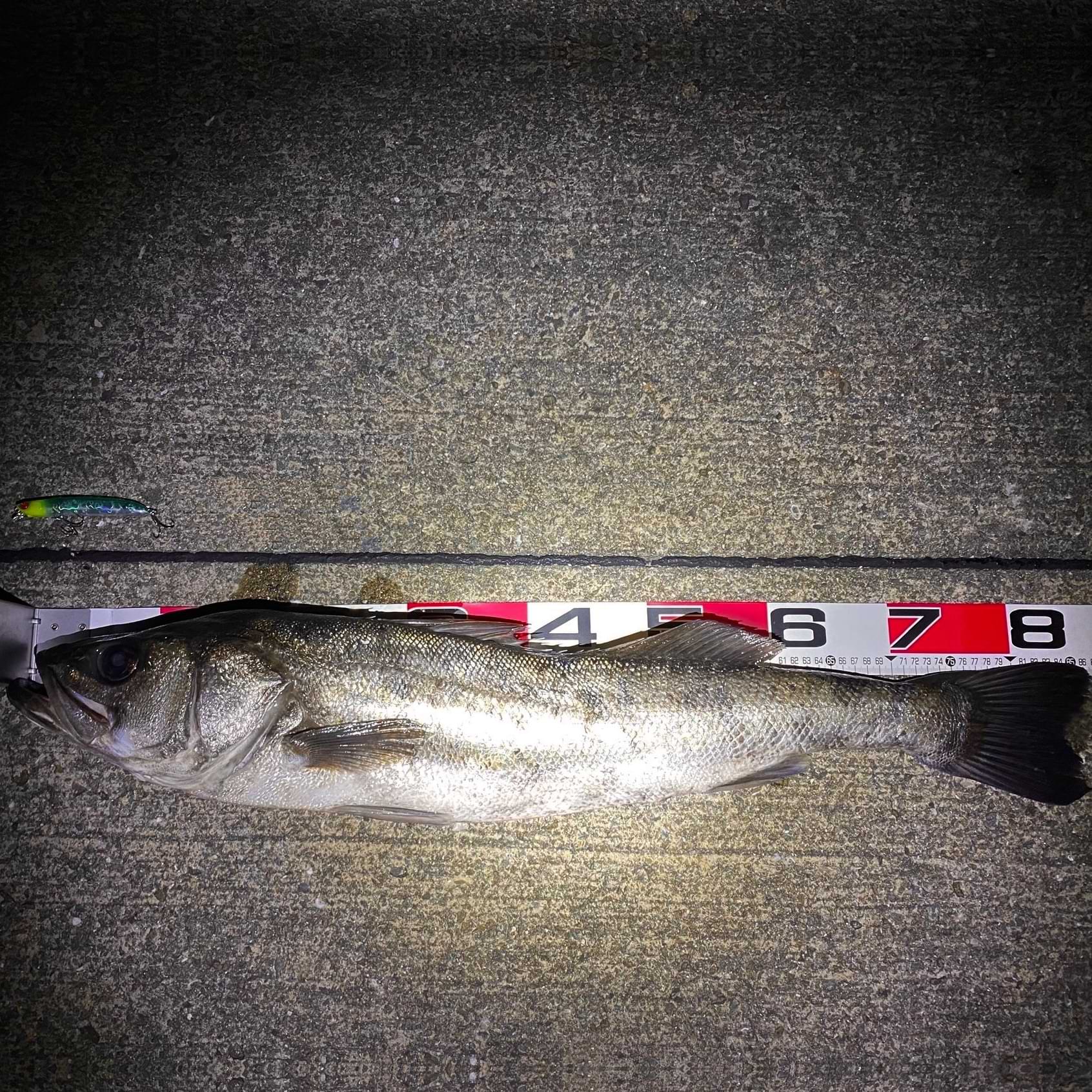 APIA Lammtarra Badel 105F 15g