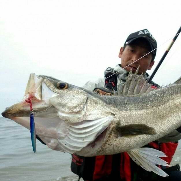 APIA Seiryu Hyper 50g