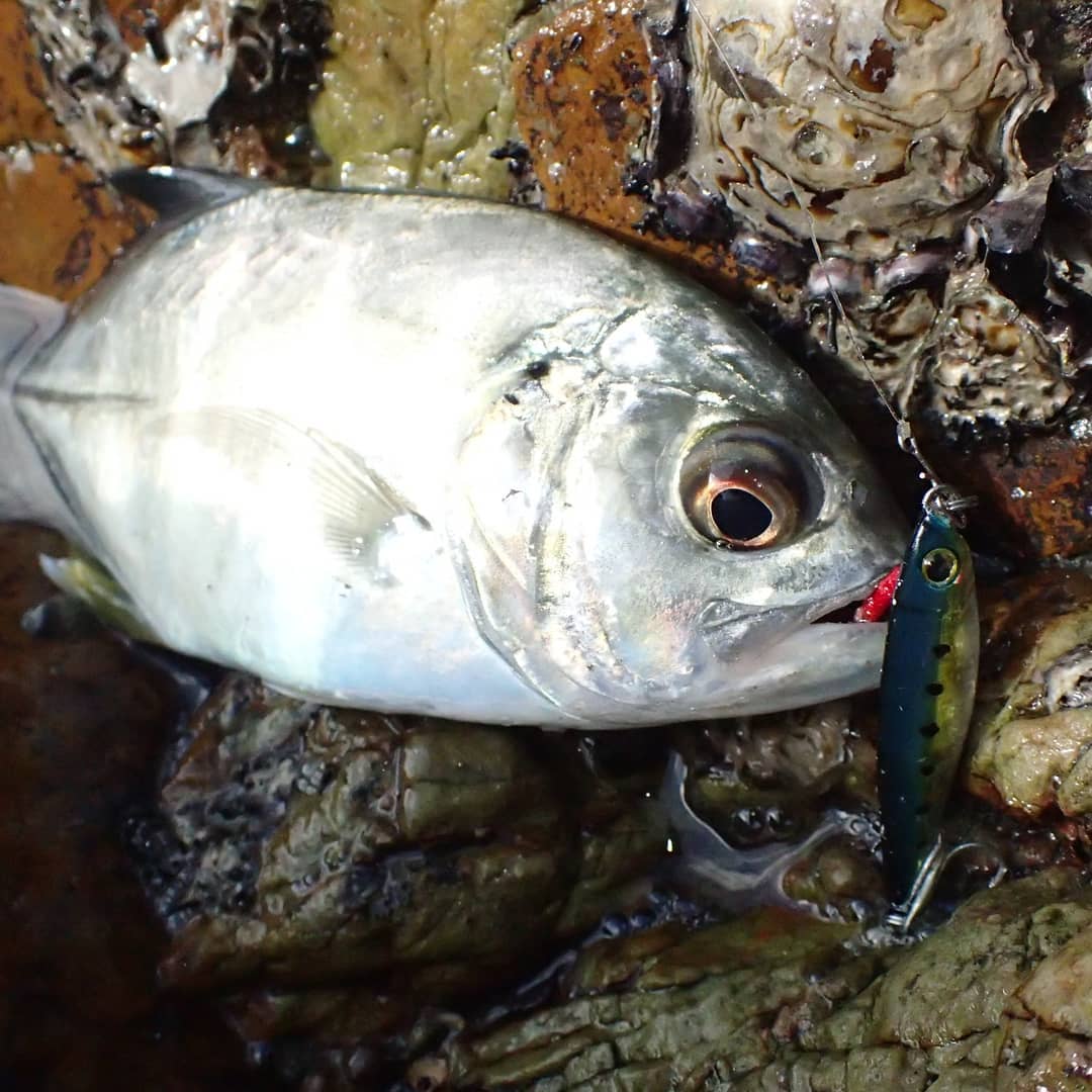 APIA Seiryu Bits 10g