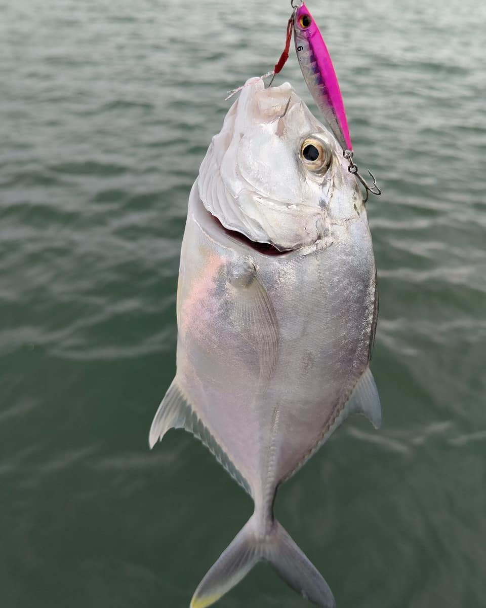 APIA Seiryu Bits 10g