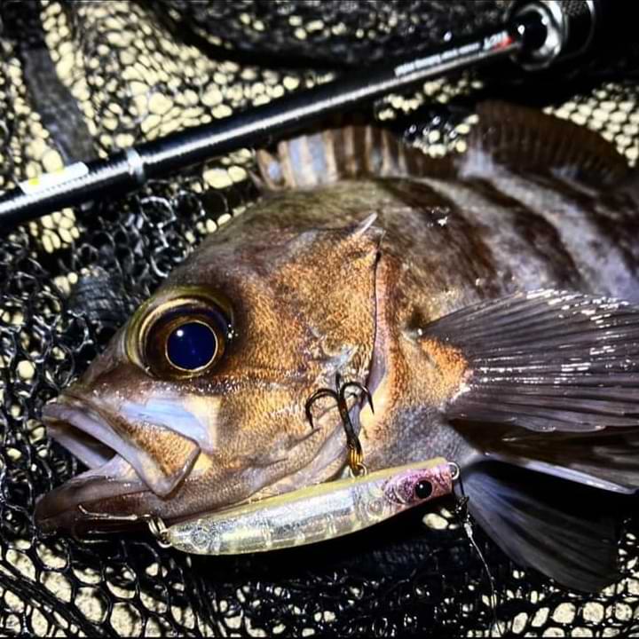 APIA Punch Line 45 3.4g