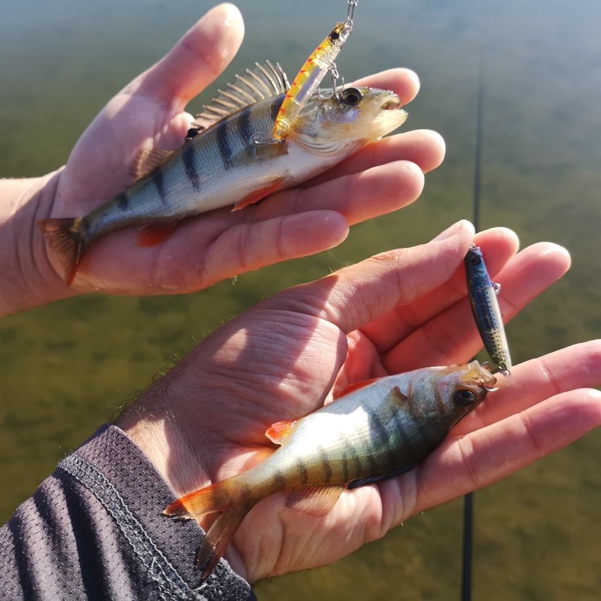 APIA Punch Line 45 3.4g