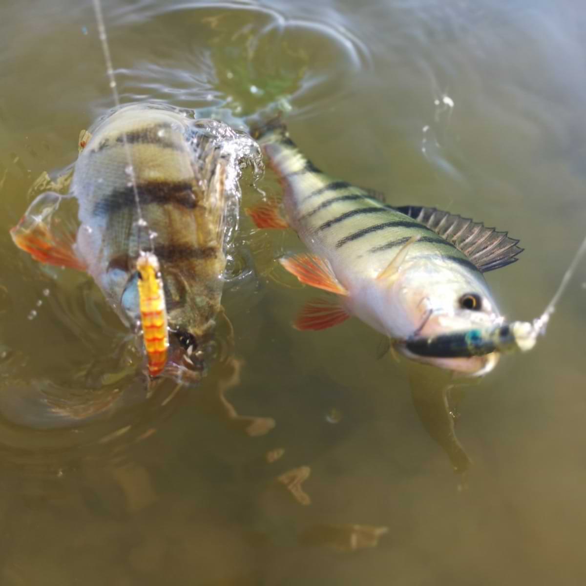 APIA Punch Line 45 3.4g