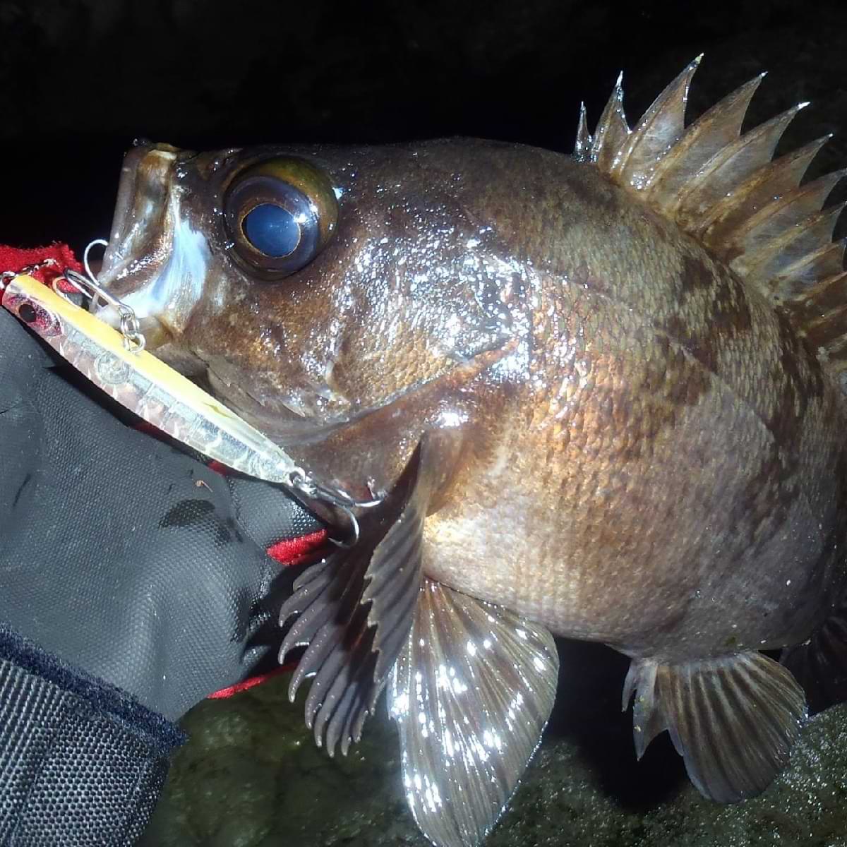 APIA Punch Line 60 5g