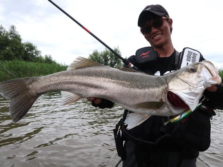 APIA Ailed'ore 115F 18g Floating