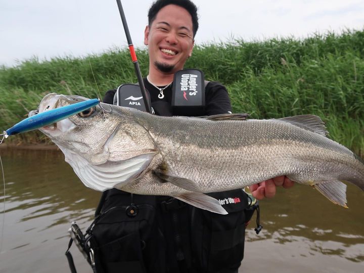 APIA Ailed'ore 115F 18g Floating