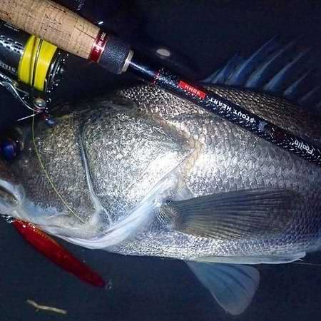 APIA Foojin AD Stout Heart 90MH