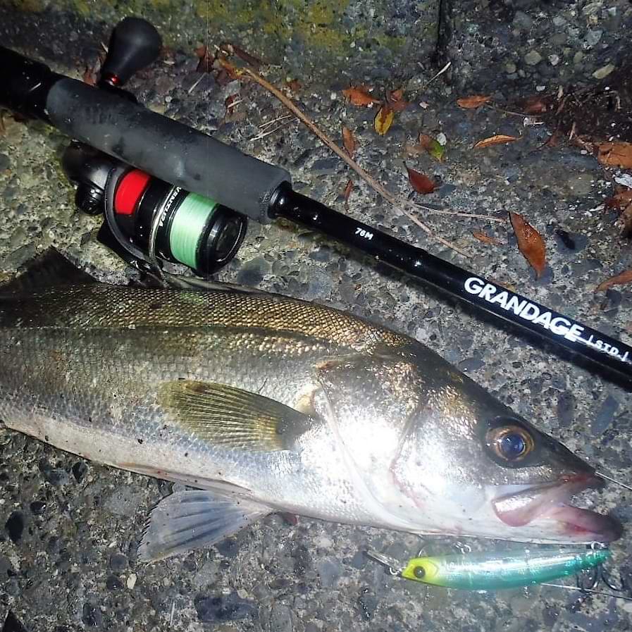 APIA Grandage STD 76M