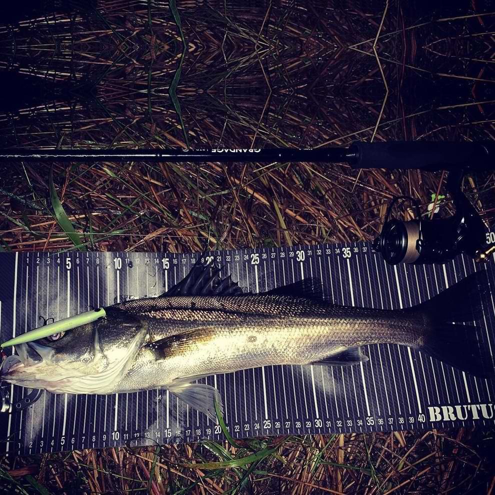 APIA Grandage STD 83ML-5