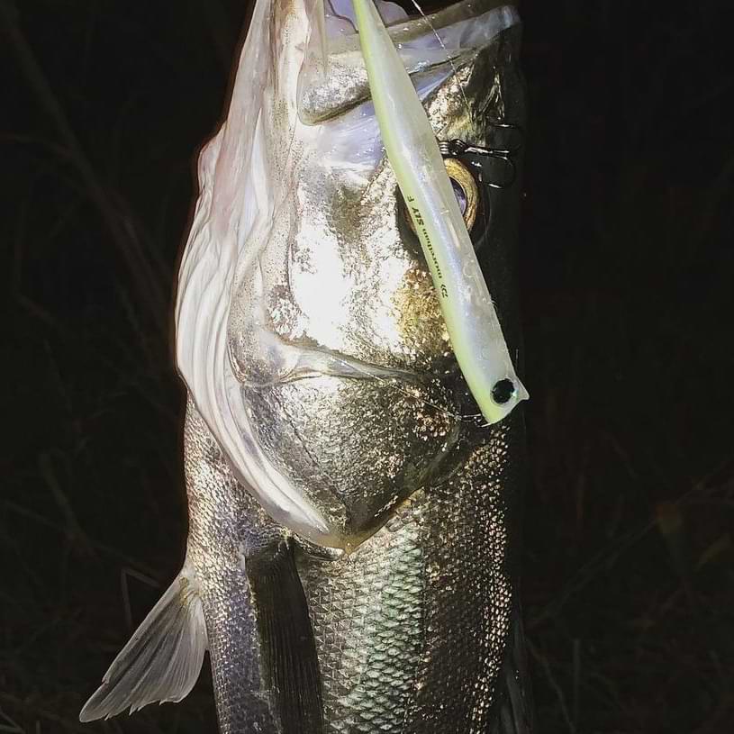 APIA Grandage STD 83ML-5