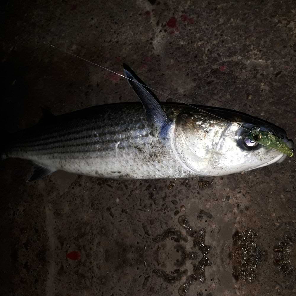 APIA Hydroupper 55S 5.5g