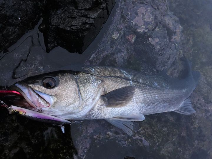 APIA Punch Line 130 36g