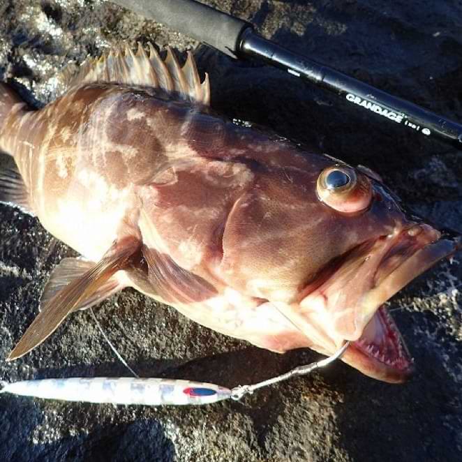 APIA Grandage XD 106PS2