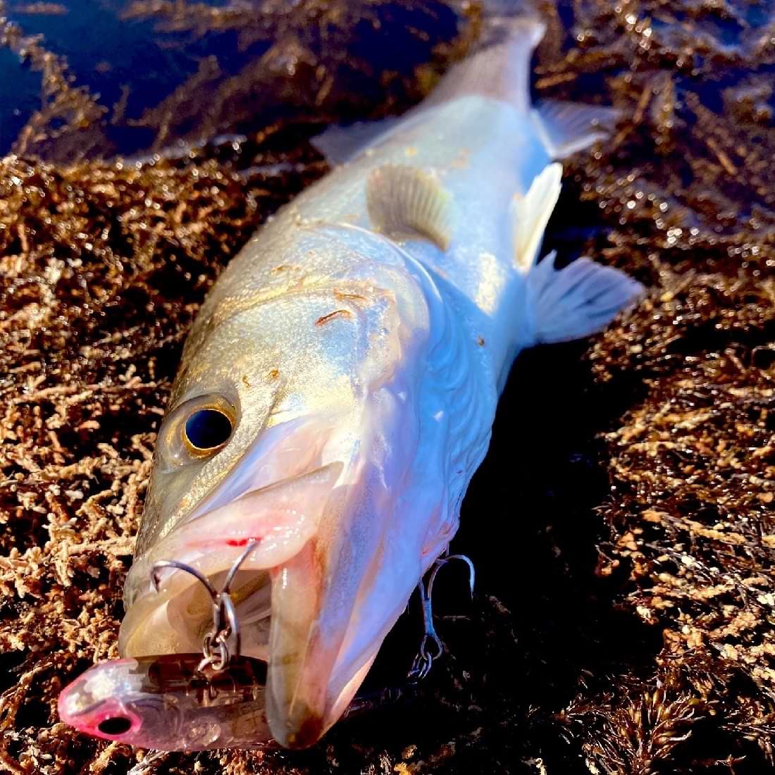 APIA Luck-V Ghost 15g