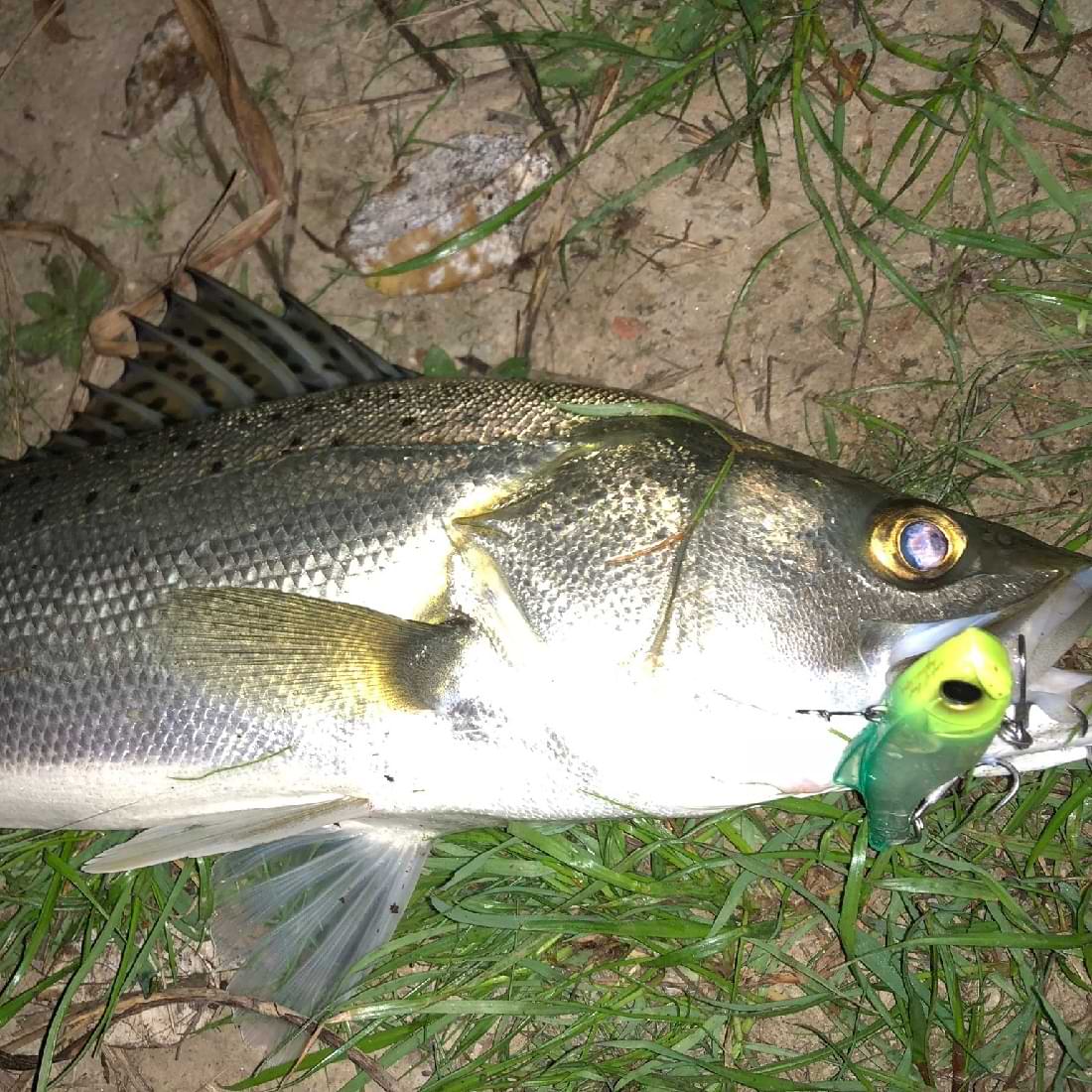 APIA Luck-V Ghost 15g