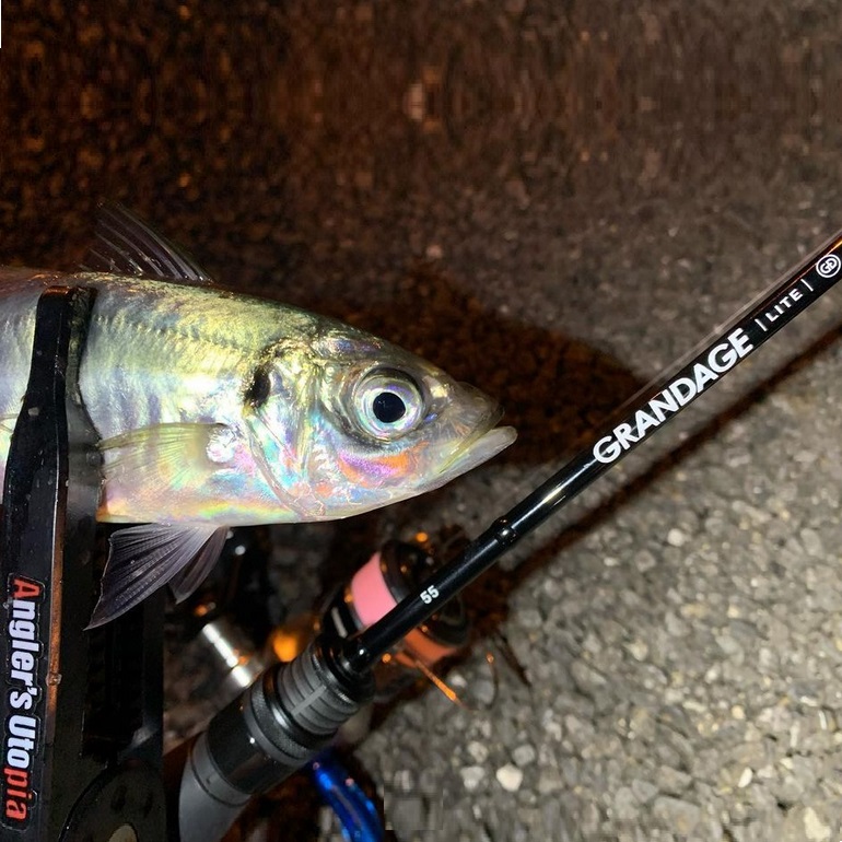 APIA Grandage Lite 55