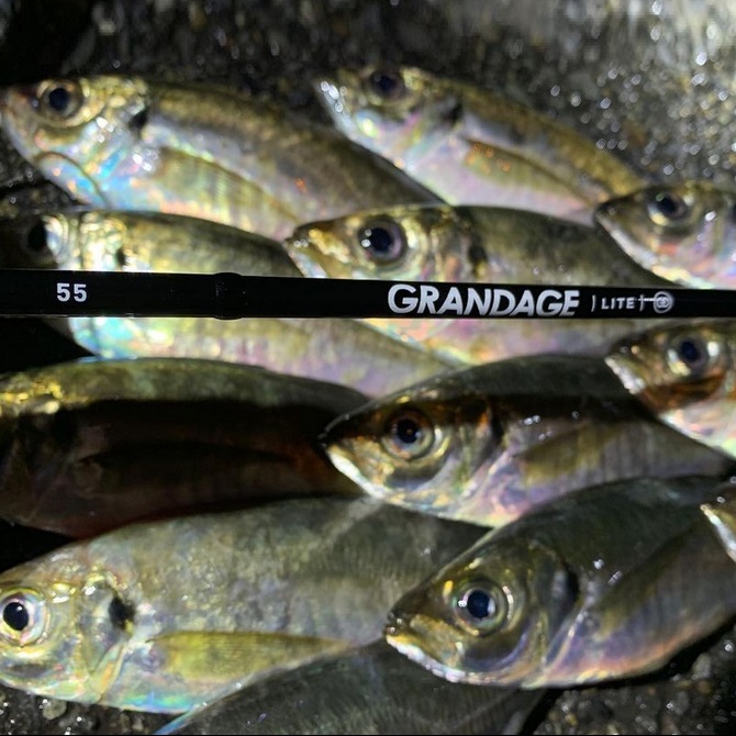 APIA Grandage Lite 55