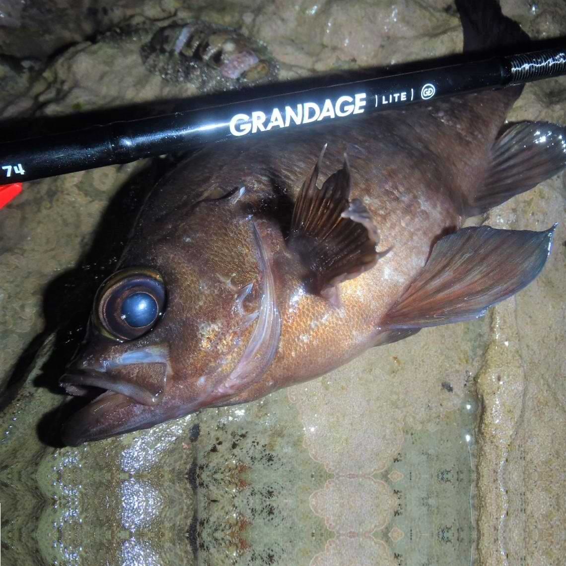 APIA Grandage Lite 74