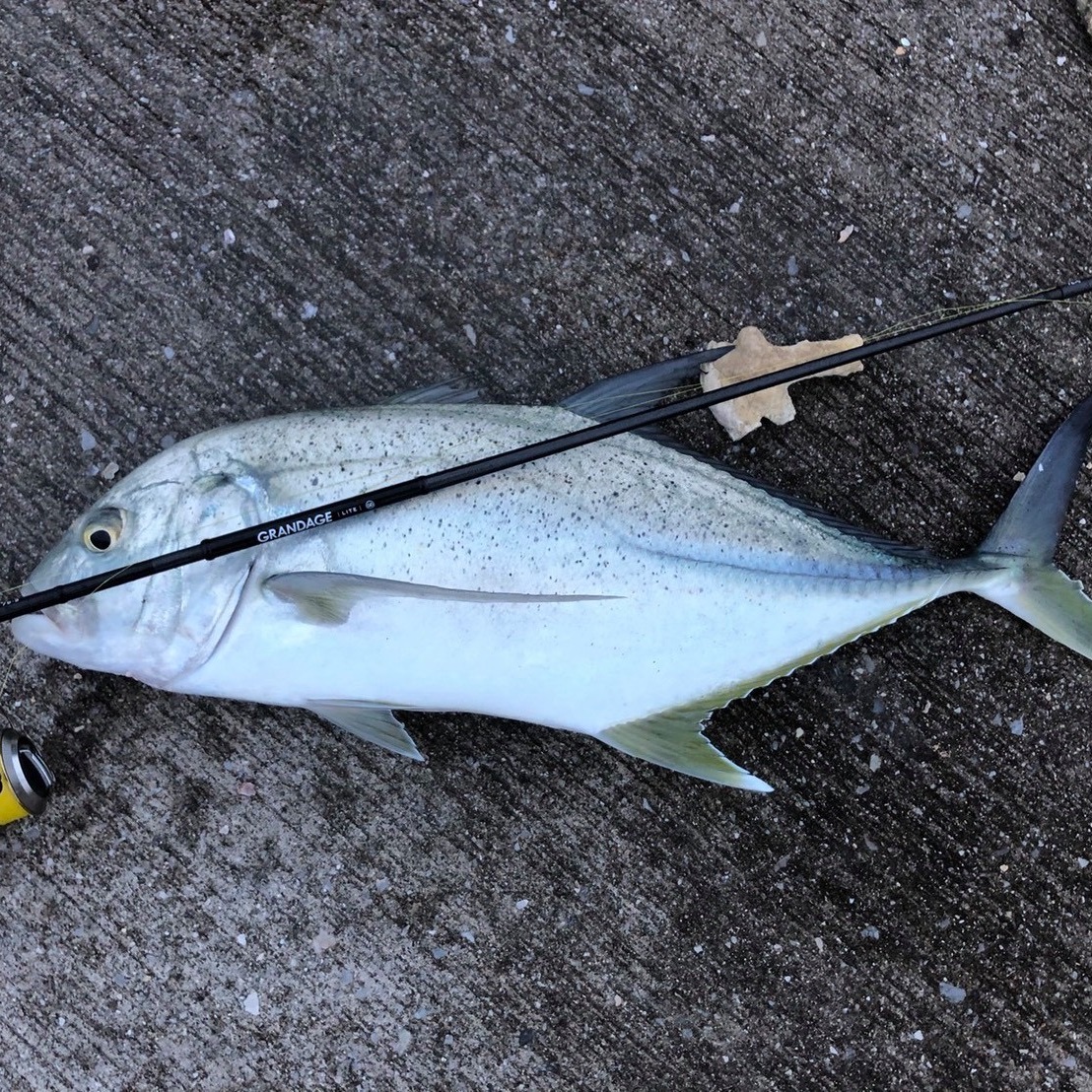 APIA Grandage Lite 76