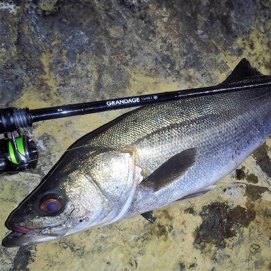 APIA Grandage Lite 82