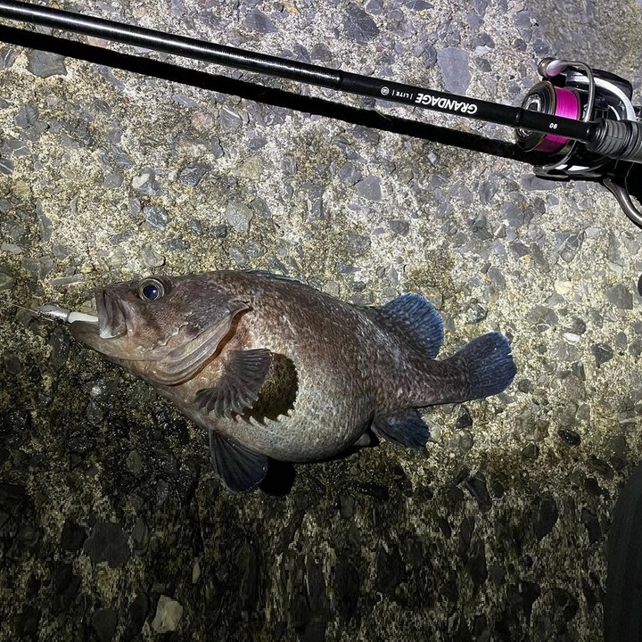 APIA Grandage Lite 90