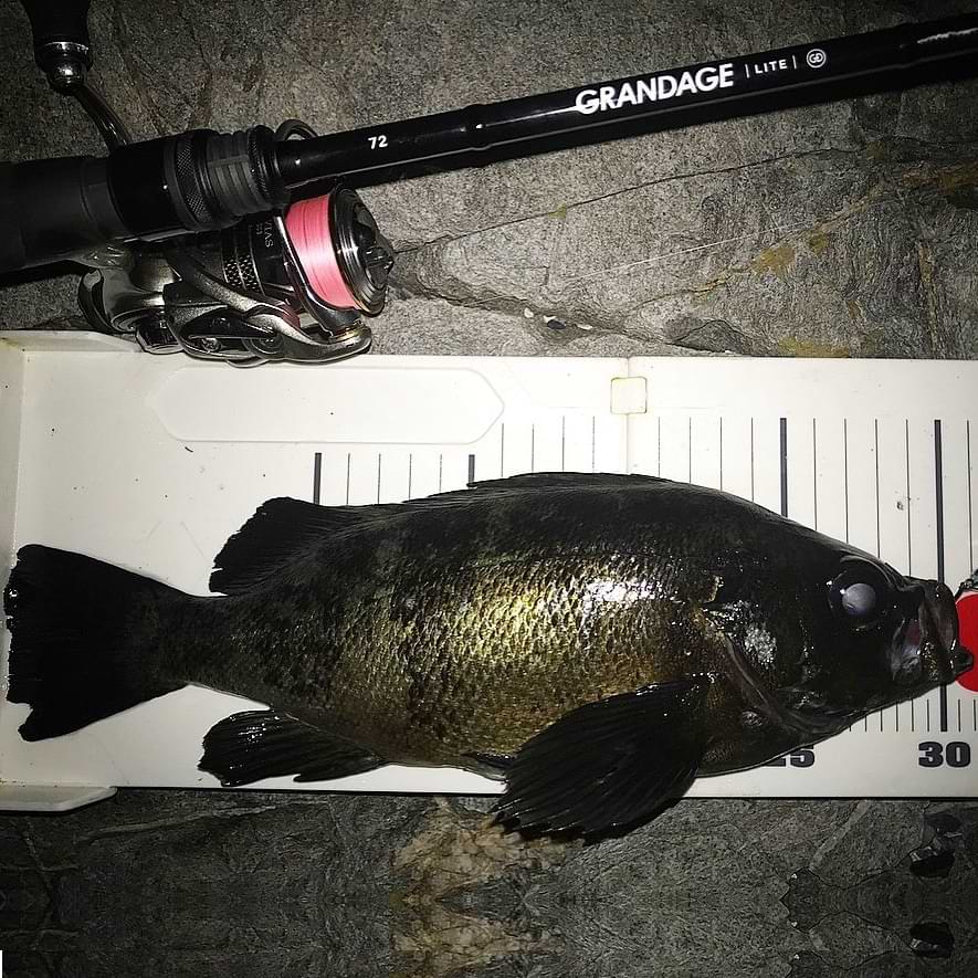 APIA Grandage Lite 72