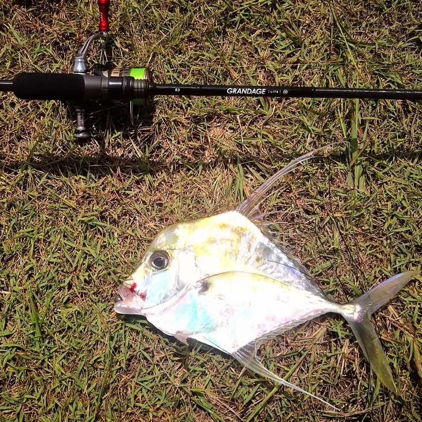 APIA Grandage Lite 83