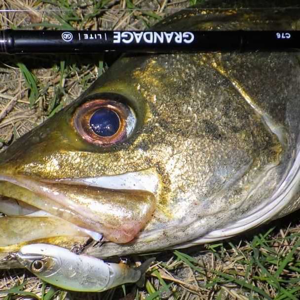 APIA Grandage Lite C76