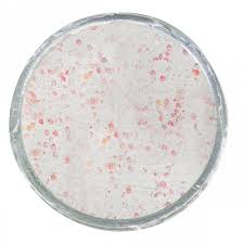 BERKLEY Glow in the Dark Trout Bait White Glow 50g