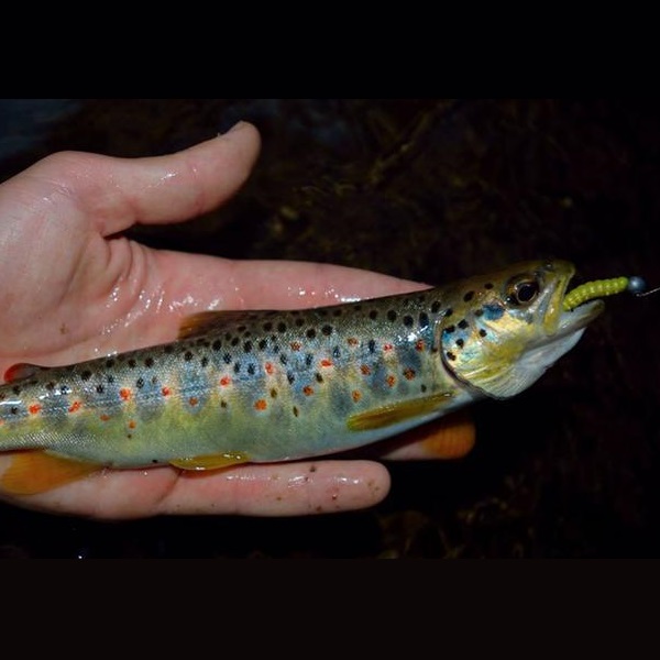 BERKLEY Powerbait Honey Worms