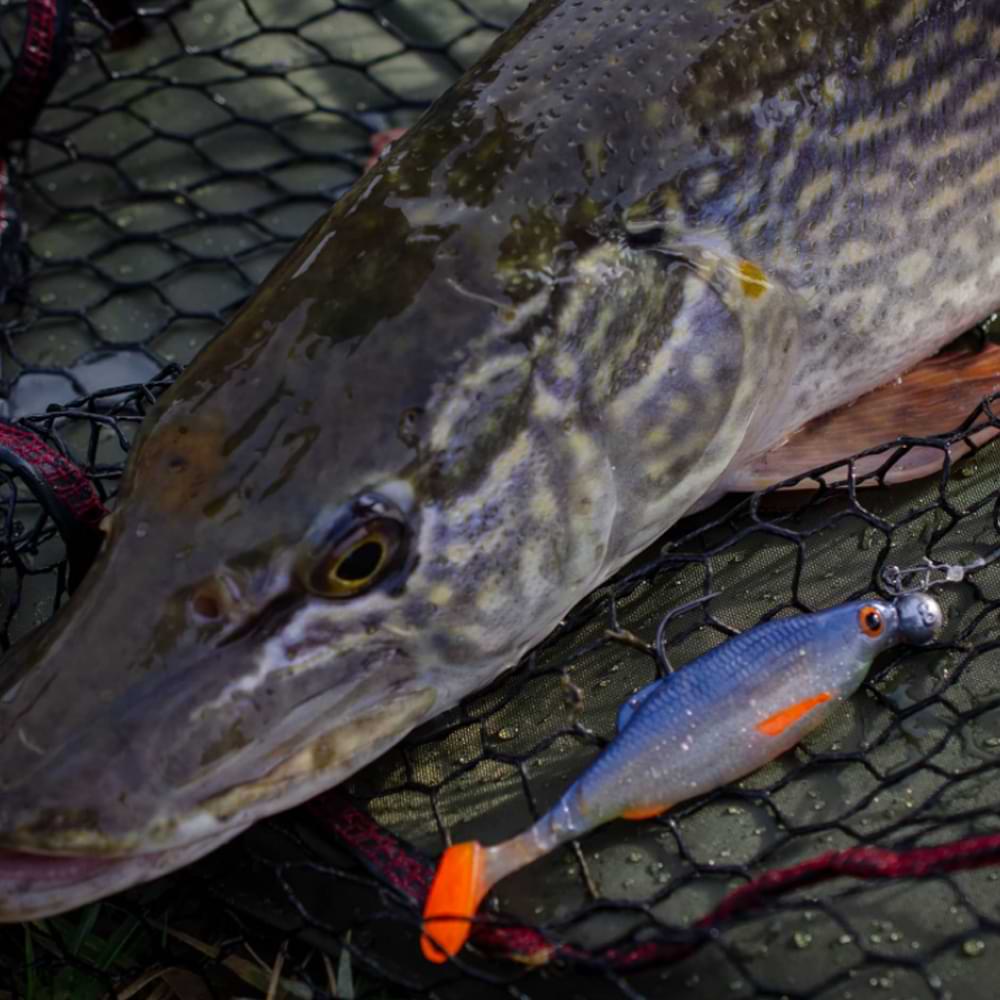 BERKLEY Pulse Realistic Roach 11cm