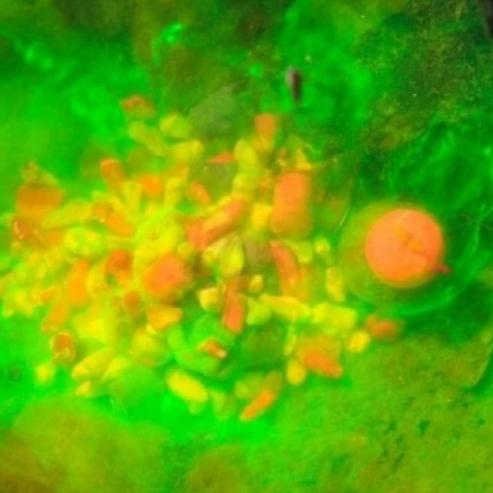 CPK 3D Range Dip Honey 70ml