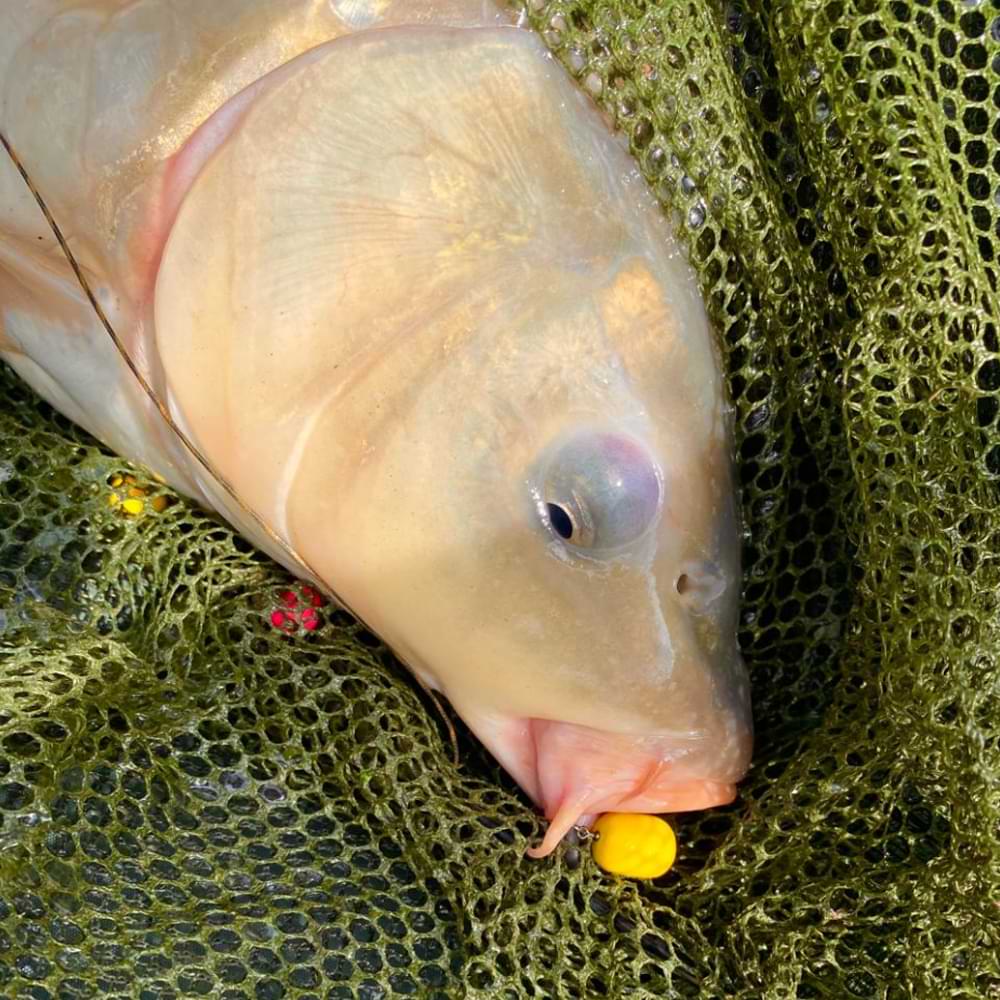 CPK Wafter Pop Up Krill 10x14mm 60g