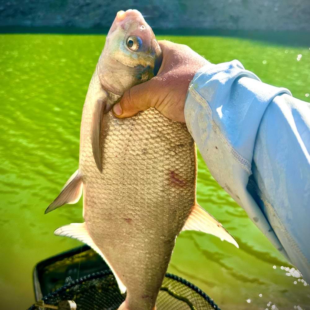 CHAMPION FEED Lacto Plus 250g