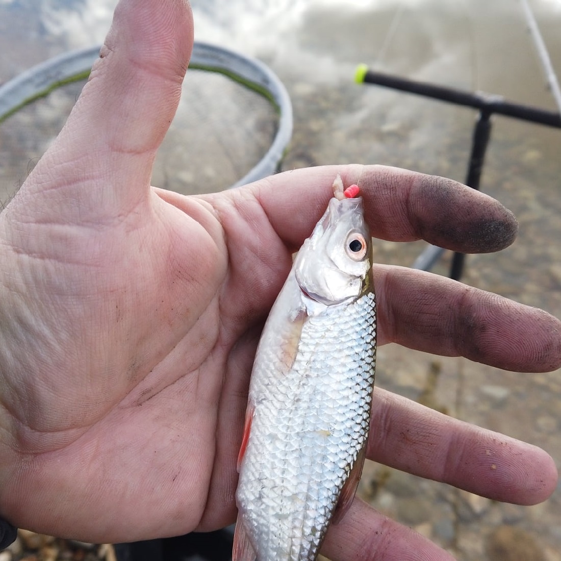 CHAMPION FEED Wonder Gold 2kg