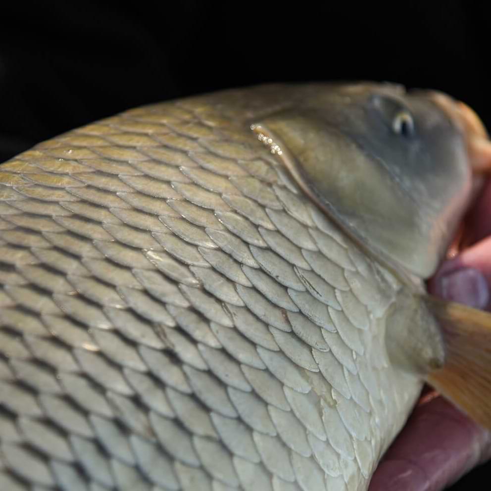 CRESTA Snyper Puller XS Pole 800