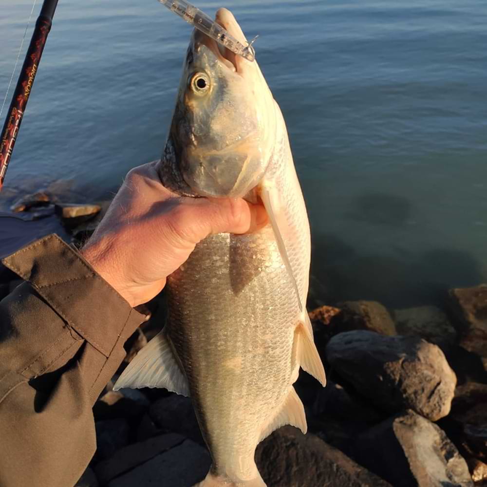 DUO Bay Ruf Manic 75 7.5cm 7.6g Sinking