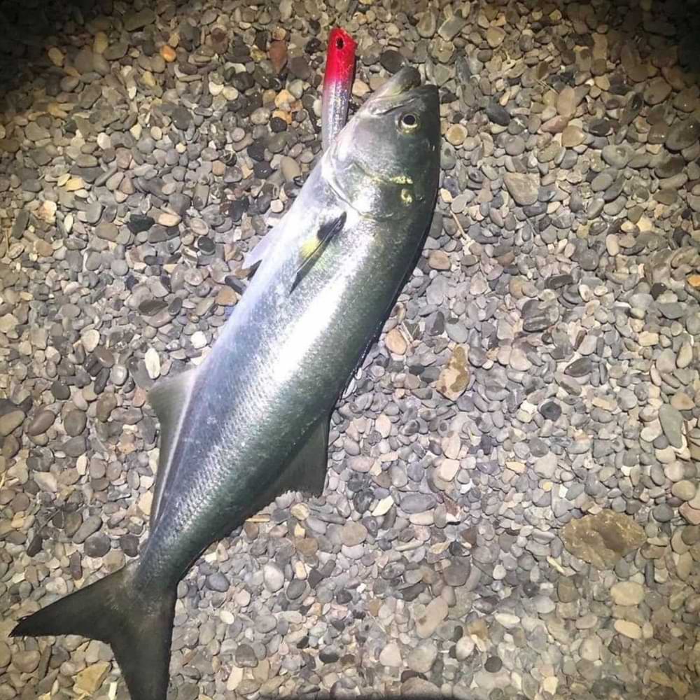 DUO Realis FangPop 120 SW 12cm 30g