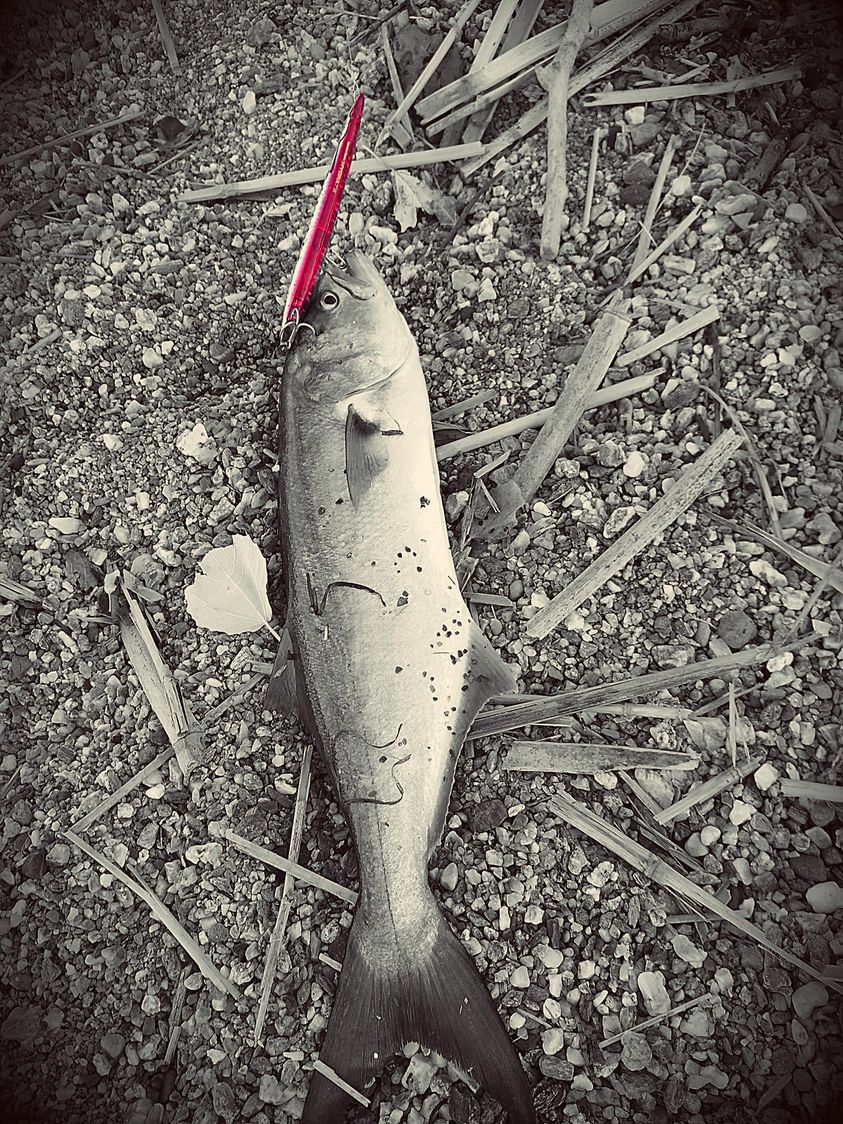 DUO Rough Trail Hydra 220 Slow Sinking 58.2g