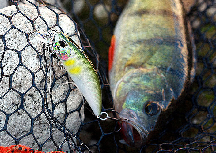 DUO Spearhead Ryuki - 50S