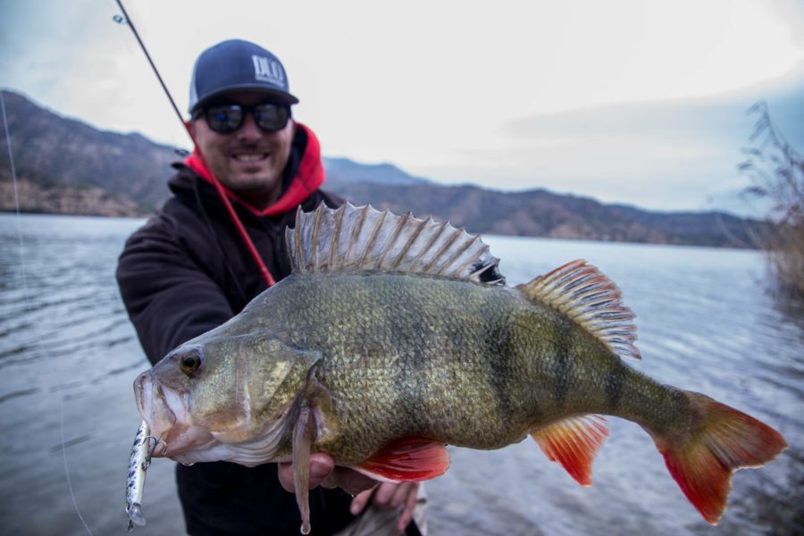 DUO Spearhead Ryuki - 60S Awabi